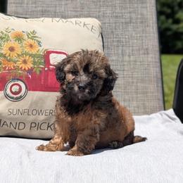Moose - Sable male Cavapoo puppy in Mc Ewen, Tennessee from Spencer's "lil" Cavapoos & Bernedoodles
