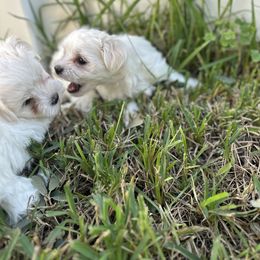 Maltese Puppies from Purebred Maltese puppies Florida