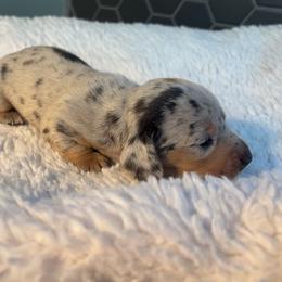 Manicotti - Dapple male Dachshund puppy in Scottdale, Pennsylvania from Our Sweet Dachshund Farm