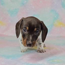 Dachshund Puppies from Newbern's Nuggets