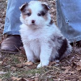 Pebbles - Blue merle female Australian Shepherd puppy in Warsaw, Missouri from Siercks Ranch Aussies