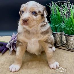 Asher - Red merle male Australian Shepherd puppy in Thornton, Colorado from 303 Aussies