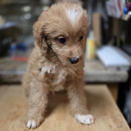 George - Red male Bernedoodle puppy in Milton, Florida from Sutton Place Doodles