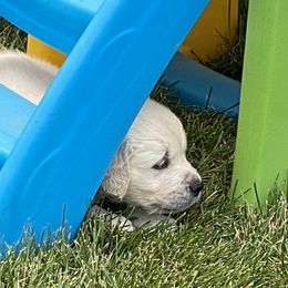 Golden Retriever and Jack Russell Terrier Puppies from Shelby Burleson's Golden Retrievers and Jack Russell Terriers