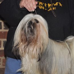 Sheila - Lhasa Apso