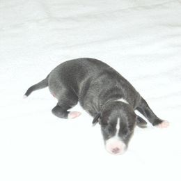 Lola Female 1 - Blue female Italian Greyhound puppy in Caryville Fl And Sparta Tn, Tennessee from Summerwind Kennel