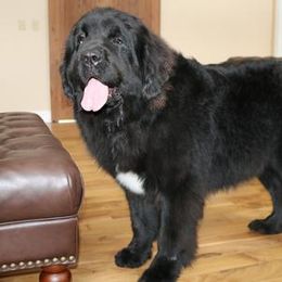 Roxanne - Newfoundland