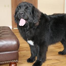 Roxanne - Newfoundland