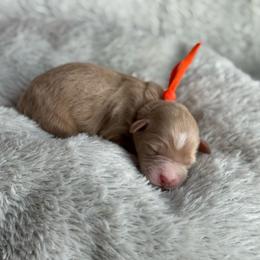 Wick - Apricot male Goldendoodle puppy in Wharton, Texas from Little Fur Friends