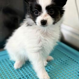 Papillon Puppies from Cloud Papillon