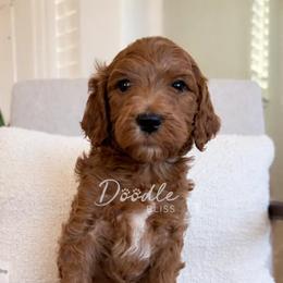 Kylo - Red  male Goldendoodle puppy in Gilbert, Arizona from Doodle Bliss