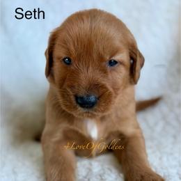 Seth - Dark golden male Golden Retriever puppy in La Verne, California from 4LoveofGoldens