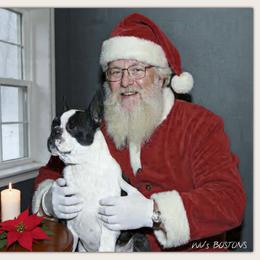 RAIN - Boston Terrier