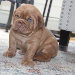 Aqua Boy - Fawn male Dogue de Bordeaux puppy in Andover, Massachusetts from HOT DIGGITY DDB