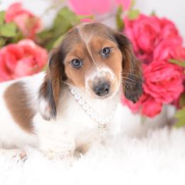 Tabby -- Full AKC Piebald - Piebald male Dachshund puppy in Neosho, Missouri from A Walk In The Park