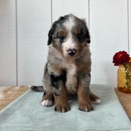 Mochi - Blue merle female Aussiedoodle puppy in Omro, Wisconsin from Crystal Ridge Doodles