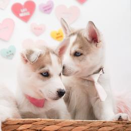 Siberian Husky Puppies from HuskiesWithFinesse
