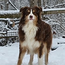 Echo - Australian Shepherd