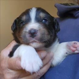 Jett - Black tri-color male Australian Shepherd puppy in Athens, Tennessee from Mimi's Aussie