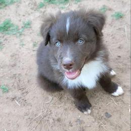 Canyon - Red tri-color male Australian Shepherd puppy in Lubbock, Texas from Barn Raised Aussies