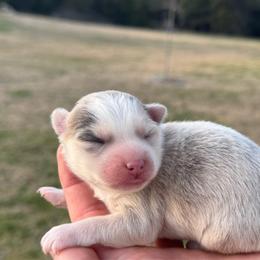Bunny - Merle female Pomsky puppy in Gunter, Texas from The Painted Pomsky