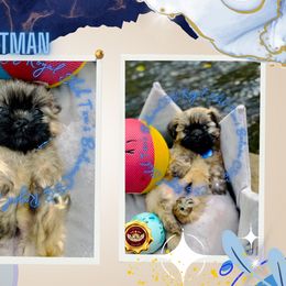Shih Tzu Puppies from C&E Royal Shih Tzu