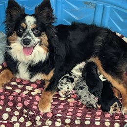 Kalani - Miniature American Shepherd