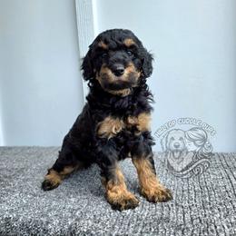 Briar - Rare color and Coat pattern - Black male Goldendoodle puppy in Chattanooga, Tennessee from Hilltop Cuddle Pups