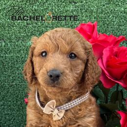 Sage (Coffee Brown) - Red  female Goldendoodle puppy in Miami, Florida from Katy's Toy Poodles & Doodles