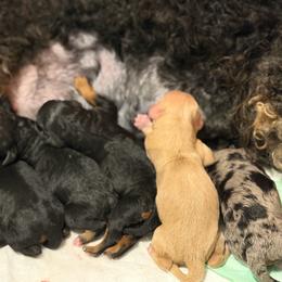 Girl 3 - Merle female Bernedoodle puppy in Toledo, Ohio from Avery Doodle Day LLC