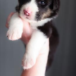 Daisy - Black tri-color female Australian Shepherd puppy in Georgetown, Texas from River Reign Australian Shepherds