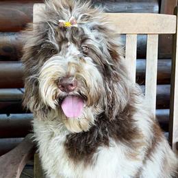 Jazzy - Bernedoodle
