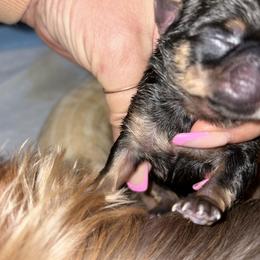 Louie (red) - Black and tan male Shih Tzu puppy in Escondido, California from CRUZ Canines's Shih Tzus