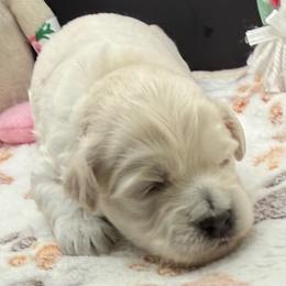Silas - Apricot male Maltipoo puppy in Colonial Beach, Virginia from BeachRidge Pups