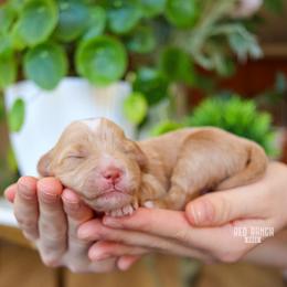Buzz - Apricot male Goldendoodle puppy in Salado, Texas from Red Ranch Dogs