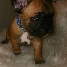 French Bulldog Puppies from Ma Chérie French Bulldogs