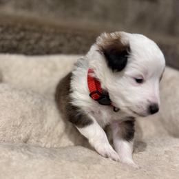 Marshall (red) - Sable and white male Shetland Sheepdog puppy in Mi   Clarkston, Michigan from Heslip Family Puppies