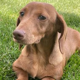 Simon - Red male Dachshund puppy in Industry, Illinois from KDKs Kennels