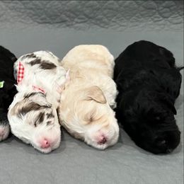 Goldendoodles from Darling Doodles