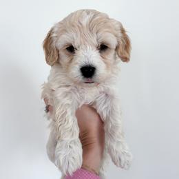Tulip - female Cavapoochon puppy in Morris, Pennsylvania from Heartland Puppies