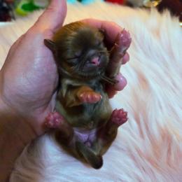 Daphne (brown) - Liver female Shih Tzu puppy in Richmond, Texas from Aleka Shih Tzu