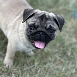 Pug Puppies from Harmony Pugs