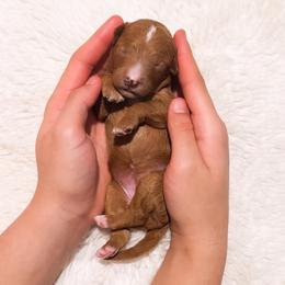 Ms Purple - Red  female Goldendoodle puppy in Kissimmee, Florida from Poodle Doodle Kennels