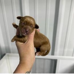 2 - Red male Australian Labradoodle puppy in Calhoun, Louisiana from Arrowhead Australian Labradoodles
