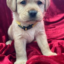 Yellow Collar - Yellow female Labrador Retriever puppy in Beaverdam, Virginia from Gold Heart Labradors