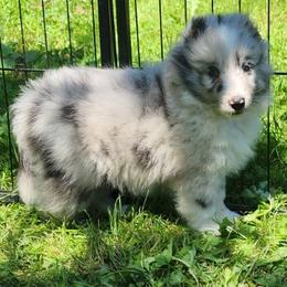 RJ - Blue merle and white male Shetland Sheepdog puppy in Weedsport, New York from M&M Shelties and Smooch-A-Bulls English Bulldogs