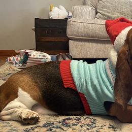 Basset Hounds from Heel of The Boot Hounds