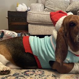 Basset Hounds from Heel of The Boot Hounds