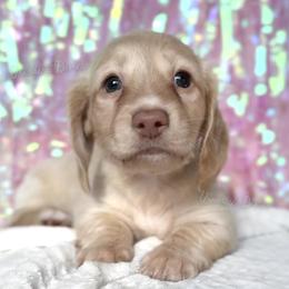 Pilot Barbie - Cream female Dachshund puppy in Chandler, Arizona from Vonaducci Doxies, LLC.