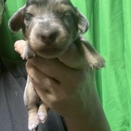 Eva Girl 3 - Dapple female Dachshund puppy in Bigfork, Minnesota from Dachshunds Up North